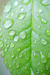 Fototapeta premium バラの葉