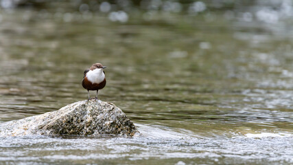 wild lebende tiere,  amsel, schnabel, wild, black, feather, bird