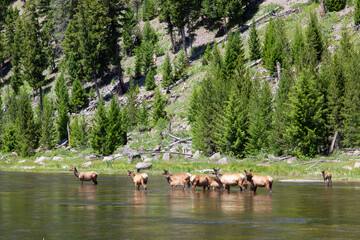 Wild elk in Yellowstone