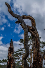 Beautiful broken textured twisted crooked branches and trunks of dry dead tree after fire, blue sky with clouds backdrop. Baikal nature