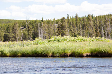 Gibbons River Yellowstone