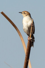 Cisticole à sonnette,.Cisticola tinniens, Levaillant's Cisticola