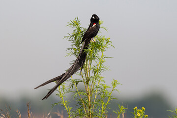 Euplecte à longue queue,.Euplectes progne, Long tailed Widowbird, Afrique du Sud