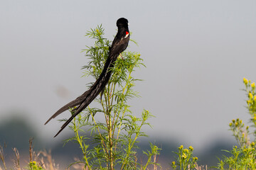 Euplecte à longue queue,.Euplectes progne, Long tailed Widowbird, Afrique du Sud