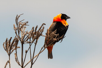 Euplecte ignicolore,.Euplectes orix, Southern Red Bishop, Afrique du Sud