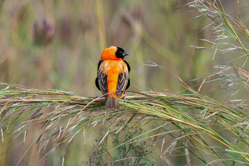 Euplecte ignicolore,.Euplectes orix, Southern Red Bishop, Afrique du Sud