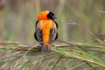 Euplecte ignicolore,.Euplectes orix, Southern Red Bishop, Afrique du Sud