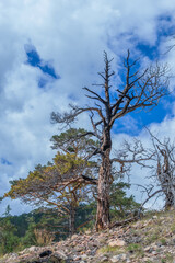 Beautiful twisted crooked dry dead tree after fire on slope of mountain. Black with soot textured...
