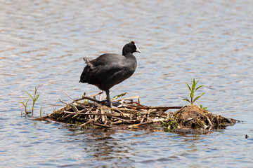 Foulque caronculée, Foulque à crète, .Fulica cristata, Red knobbed Coot