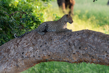 Léopard, Panthère, Panthera pardus, Afrique du Sud