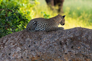 Léopard, Panthère, Panthera pardus, Afrique du Sud