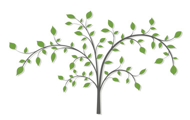 Fototapeta premium A blooming tree with branches and green leaves on a white background