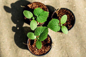 
potted cucumber seedlings in an industrial greenhouse