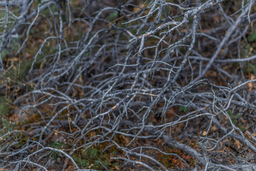 Fototapeta na wymiar small thin gray light winding curved branches, pattern. Nature after fire