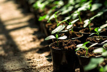 
potted cucumber seedlings in an industrial greenhouse