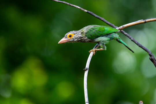 Lineated Barbet