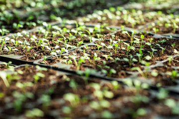 
cabbage seedlings