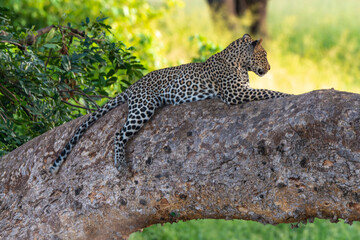 Léopard, Panthère, Panthera pardus, Afrique du Sud
