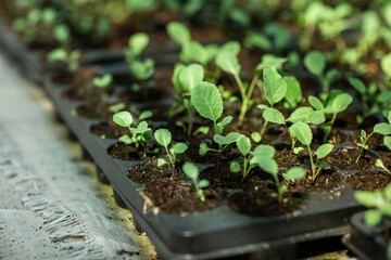 
cabbage seedlings