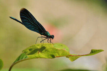 Banded demoiselle lurks for prey on the grass over flowing river water