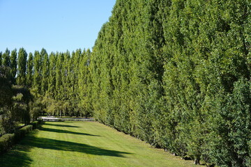 Sonnige Baumlandschaft und Grünfläche des Sowjetischen Ehrenmals im Treptower Park (Berlin)
