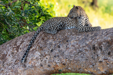Léopard, Panthère, Panthera pardus, Afrique du Sud