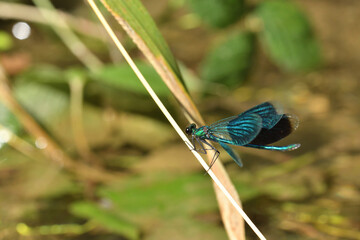 Banded demoiselle holding a blade of grass above the water by the river