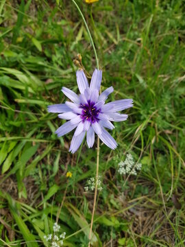Catananche bleue (Catananche caerulea) ou cupidone
