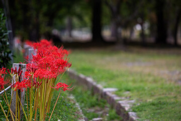 Obraz premium flowers in the garden
