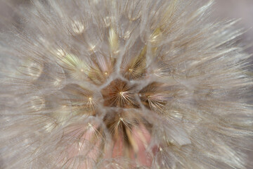 Macro dandelion