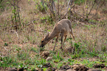 Oréotrague, klipspringer, Oreotragus oreotragus