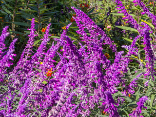 Obraz premium Butterflies resting in plants