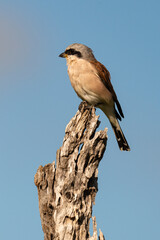 Pie grièche écorcheur,. male, Lanius collurio, Red backed Shrike