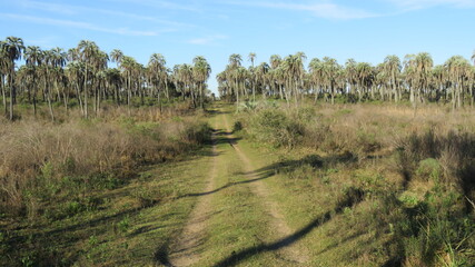 Vista de un camino de  tierra, rodeado de palmeras. .