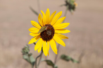 Sunflower Butterfly in Montana field
