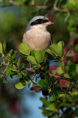 Pie grièche écorcheur,. male, Lanius collurio, Red backed Shrike