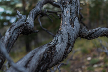 Dry dead gray twisting curved twisted in spiral tree branch after fire, background of Siberia pine green forest