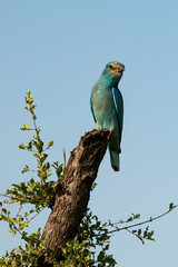 Rollier d'Europe,.Coracias garrulus, European Roller