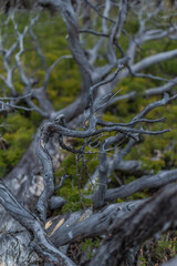 Dry dead light gray winding curved tree branches after fire lies in yellow green grass of Siberia forest