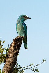 Rollier d'Europe,.Coracias garrulus, European Roller