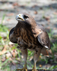 Hawk stock photo.  Close-up profile view perched on a tree branch displaying brown feathers plumage, beak, talons, with a blur background in its habitat and environment. Image. Portrait. Picture.