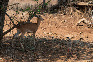 Steinbock, Raphicerus campestris, Parc national Kruger, Afrique du Sud