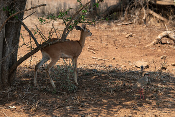 Steinbock, Raphicerus campestris, Parc national Kruger, Afrique du Sud