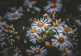 Blumenwiese in der Dämmerung