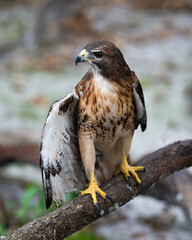 Hawk stock photo. Close-up profile view perched on a tree branch displaying brown feathers plumage, head, beak, talons, with a blur background in its habitat and environment. Image. Portrait. Picture.