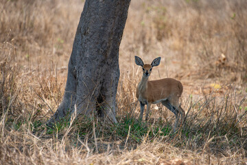 Steinbock, Raphicerus campestris, Parc national Kruger, Afrique du Sud