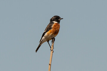 Tarier pâtre, Traquet pâtre, Saxicola rubicola,  European Stonechat, male