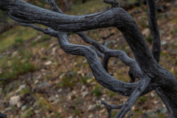Dry dead gray twisting tree branch after fire, background of Siberia ground with grass