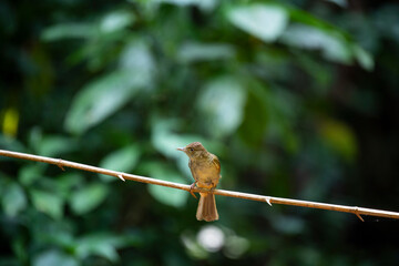 Mountain bulbul