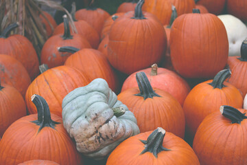 Pumpkins and mini gourds with fall background. Colorful ornamental gourds and pumpkins.